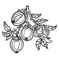 Vector illustration of a persimmon tree branch. Ripe persimmons on a branch with leaves.
